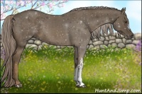 Horse Color:Chocolate Palomino 