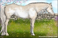 Horse Color:Cremello Frame