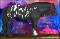 Horse Color:Black Appaloosa