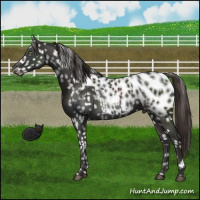 Horse Color:Liver Chestnut Appaloosa 