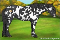 Horse Color:Black Near Leopard 