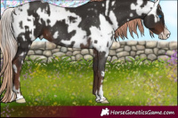 Horse Color:Liver Chestnut Sabino Splash Frame Appaloosa Rabicano and Liver Chestnut Splash