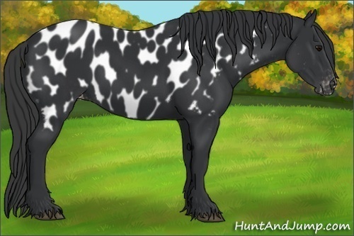 Horse Color:Black Appaloosa