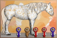 Horse Color:Palomino Sabino Tobiano Appaloosa 
