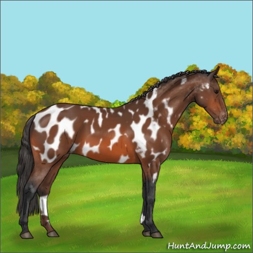 Horse Color:Bay Appaloosa 