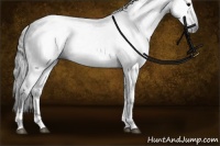Horse Color:Gray Black Tobiano 