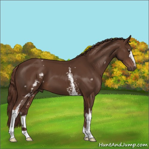 Horse Color:White Spotted Liver Chestnut 