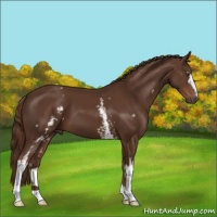 Horse Color:White Spotted Liver Chestnut 