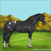 Horse Color:Black Appaloosa 