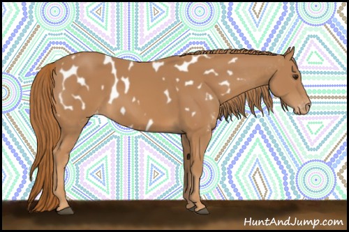 Horse Color:Chestnut Near Leopard 