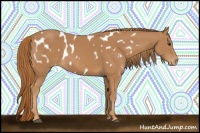 Horse Color:Chestnut Near Leopard 