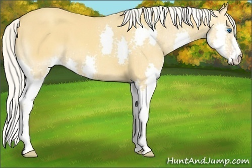 Horse Color:Silver Amber Champagne Splash 