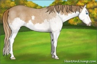 Horse Color:Chestnut Splash