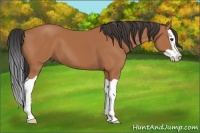 Horse Color:Bay Splash 