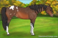Horse Color:Bay Appaloosa
