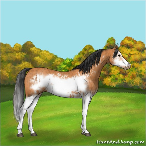 Horse Color:Bay Splash Frame  and Bay Splash Frame 