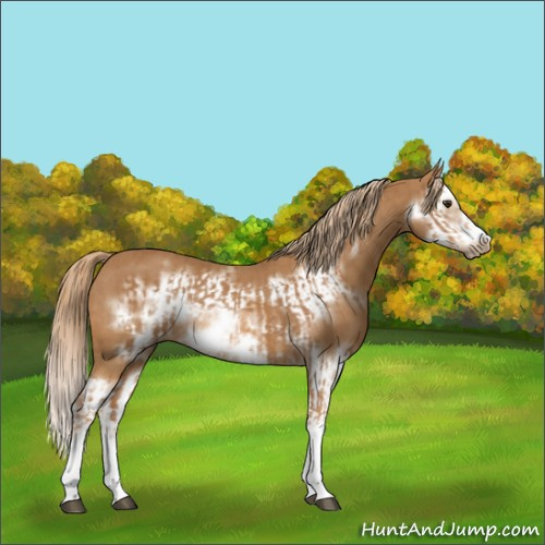 Horse Color:Chestnut Splash Frame  and Chestnut Splash Frame 