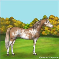 Horse Color:Chestnut Splash Frame  and Chestnut Splash Frame 