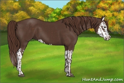 Horse Color:Liver Chestnut and Liver Chestnut Splash