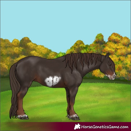 Horse Color:Liver Chestnut  and Liver Chestnut Frame 