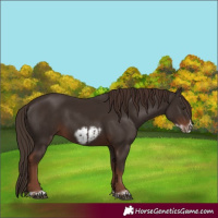 Horse Color:Liver Chestnut  and Liver Chestnut Frame 
