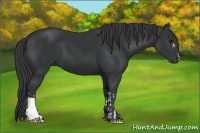 Horse Color:Black  and Black 