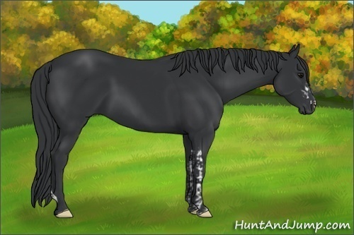 Horse Color:Black  and Black 