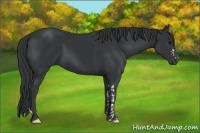 Horse Color:Black  and Black 