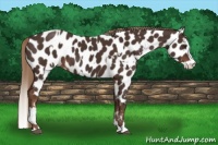 Horse Color:Liver Chestnut Sabino Splash Appaloosa  and Liver Chestnut Sabino Splash Appaloosa 