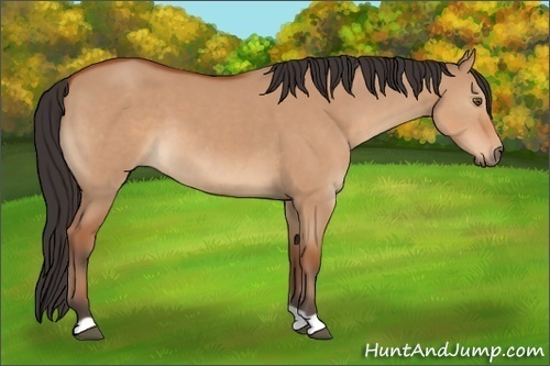 Horse Color:Bay Dun 