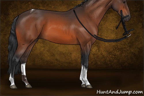 Horse Color:Bay Tobiano 