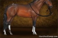 Horse Color:Bay Tobiano 