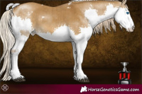 Horse Color:White Spotted Chocolate Palomino Dun Splash Brindle 