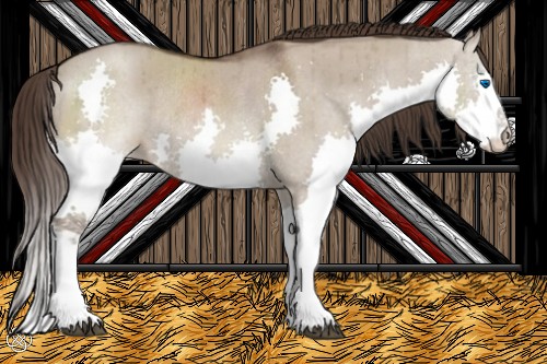 Horse Color:Liver Red Dun Splash Appaloosa Rabicano Brindle 