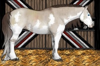 Horse Color:Liver Red Dun Splash Appaloosa Rabicano Brindle 