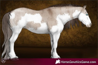 Horse Color:Liver Red Dun Splash Varnish Rabicano Brindle