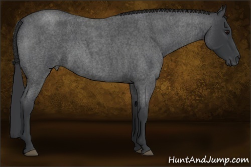 Horse Color:Blue Roan 