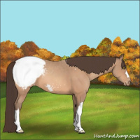 Horse Color:Sable Champagne Appaloosa 