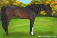 Horse Color:Brown Rabicano 