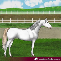 Horse Color:Chestnut Appaloosa 
