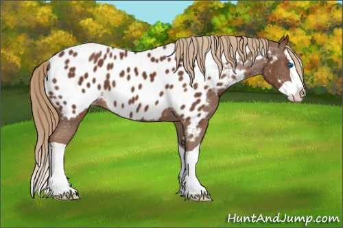 Horse Color:Chestnut Splash Appaloosa 