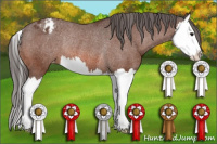 Horse Color:Bay Splash Appaloosa Rabicano 