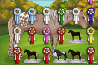 Horse Color:Chestnut Appaloosa