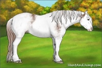 Horse Color:White Spotted Chestnut Splash 