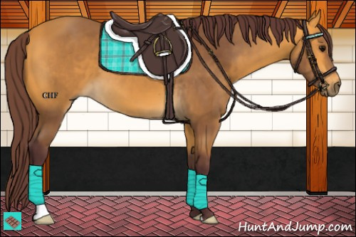 Horse Color:Chocolate Buckskin 