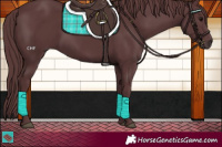 Horse Color:Chocolate Black 