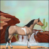 Horse Color:Bay Roan Tobiano