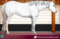 Horse Color:Brown Appaloosa 