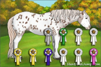 Horse Color:Chestnut Splash Appaloosa 