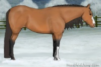 Horse Color:Bay Appaloosa 